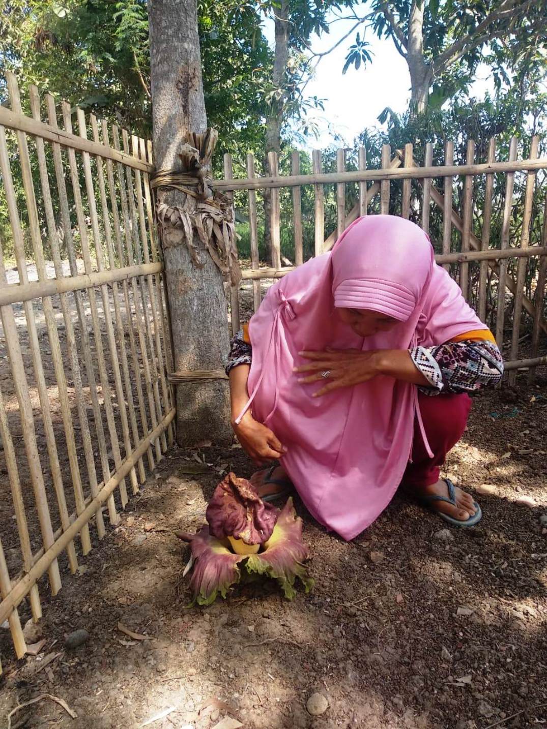 Heboh, Bunga Bangkai Tumbuh di Pekarangan Rumah Warga