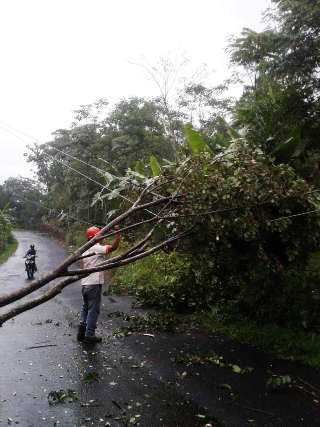 PLN Patroli Pohon Rawan Tumbang