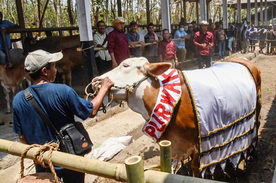 Bupati Inisiasi Kualitas Sapi, Hasil Metode Iseminasi Buatan