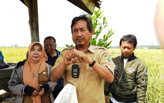 238 Hektare Sawah Mulai Musim Panen