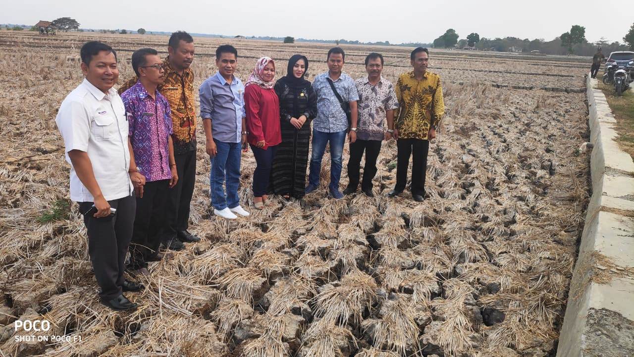 4.000 Hektare Sawah di Banyusari Kekeringan