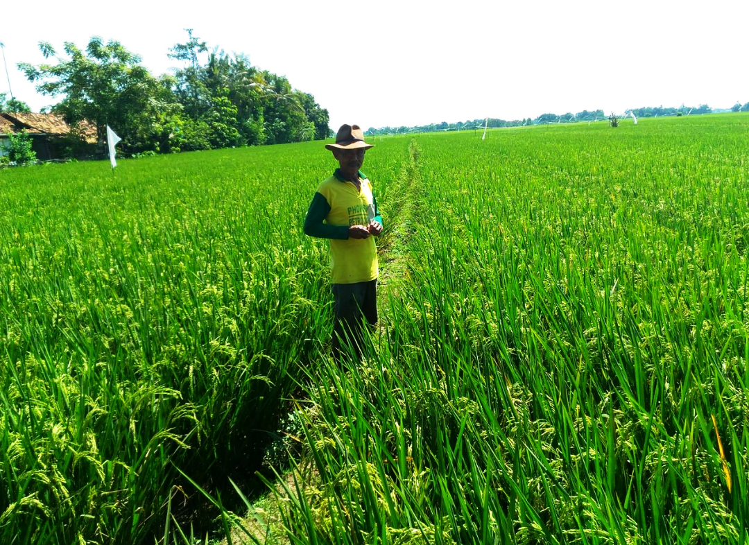 Baru 130 Ribu Hektare Sawah Masuk Musim Tanam