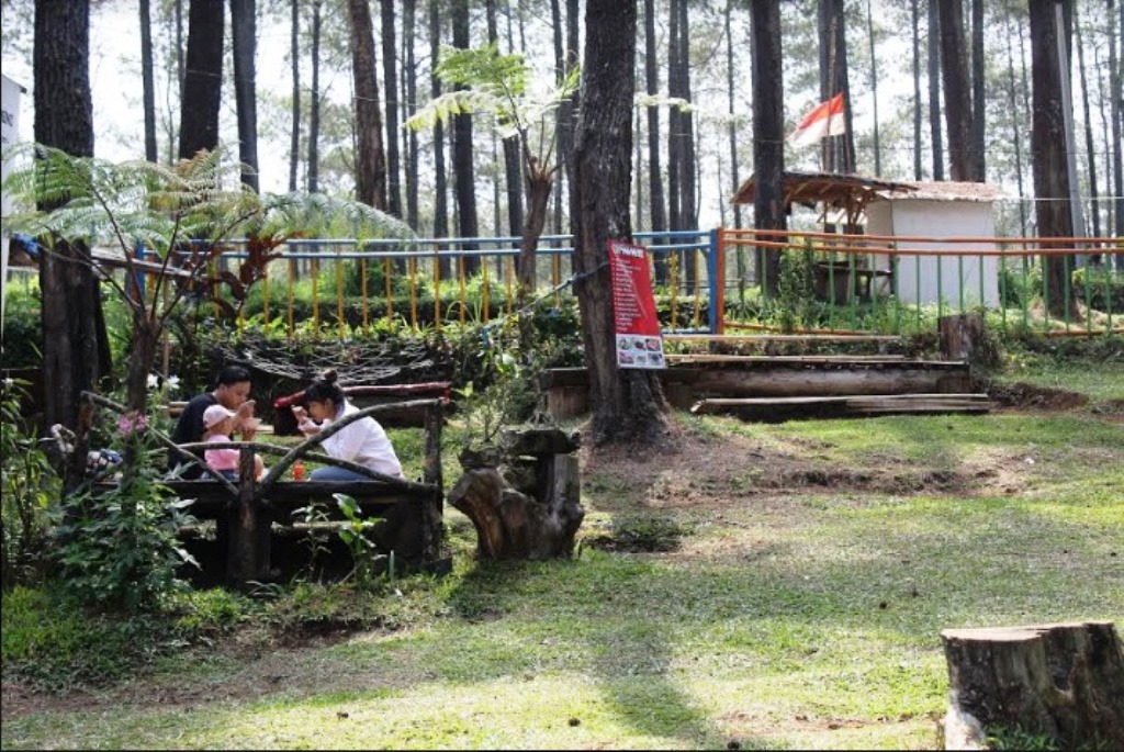 Menikmati Udara Sejuk dan Segar di Wisata Hutan Pinus Pal 16