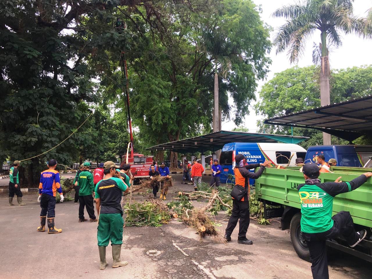 Pohon yang Rapuh Dipangkas