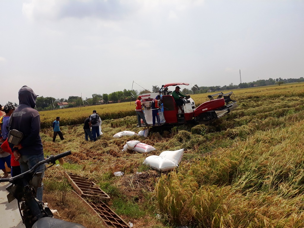 Anggarkan Rp 119 Juta Atasi Hama Tikus, Buat Penangkar Burung Hantu