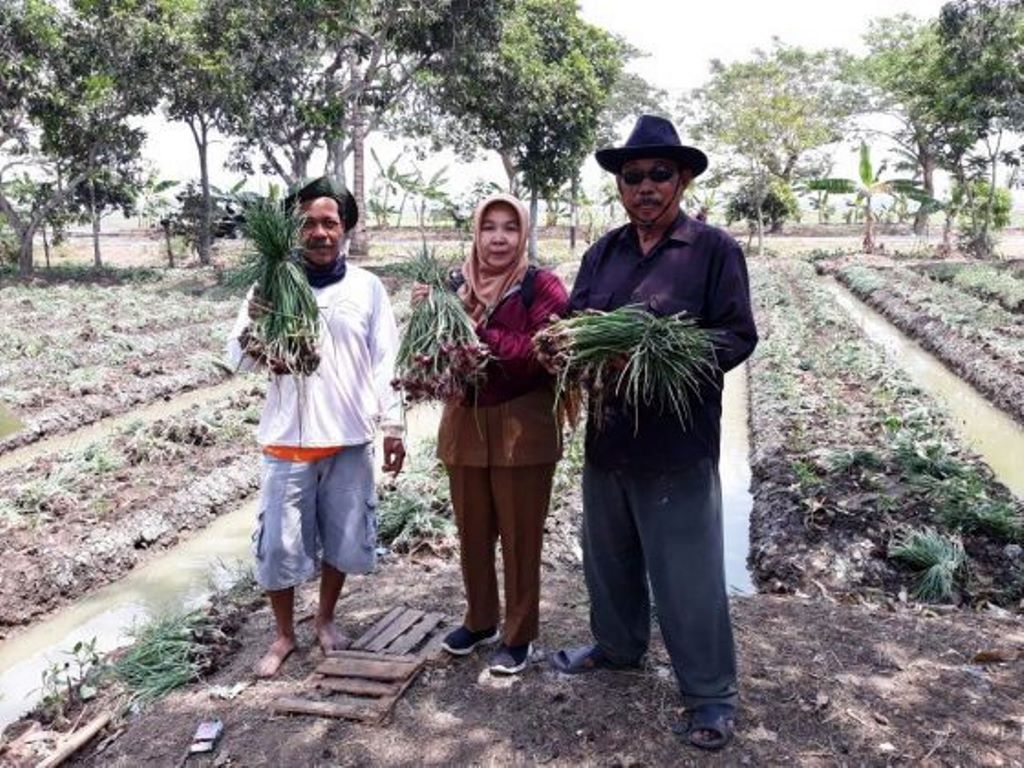 Potensi Bawang Merah Menggiurkan