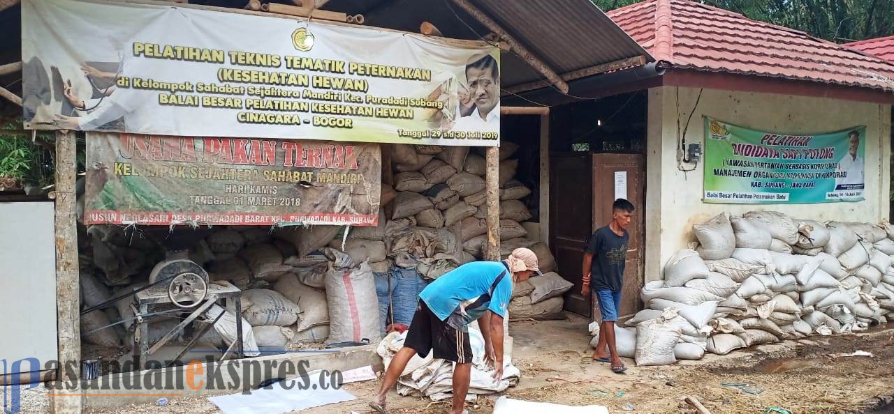 Produksi 3 Ton Perhari, Pakan Ternak Neglasari Tembus Pasar Jabar