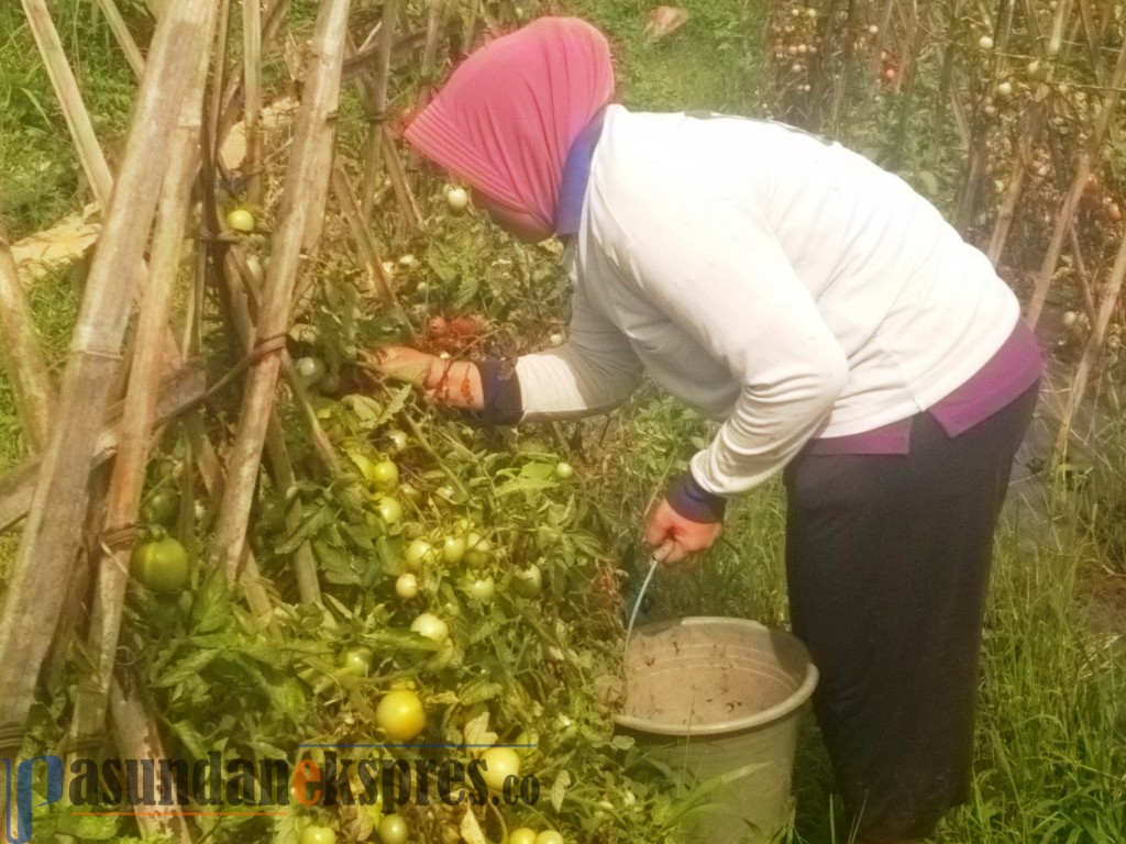 Harga Sayuran Naik, Tak Untungkan Petani