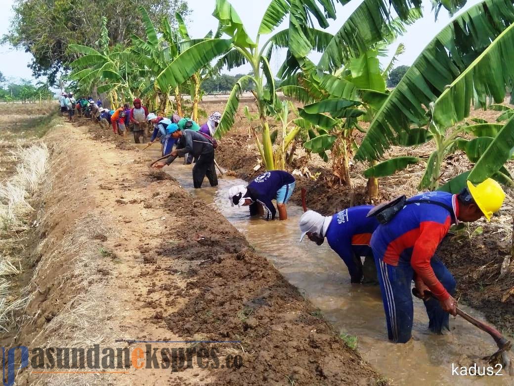 Padat Karya Normalisasi Saluran Irigasi