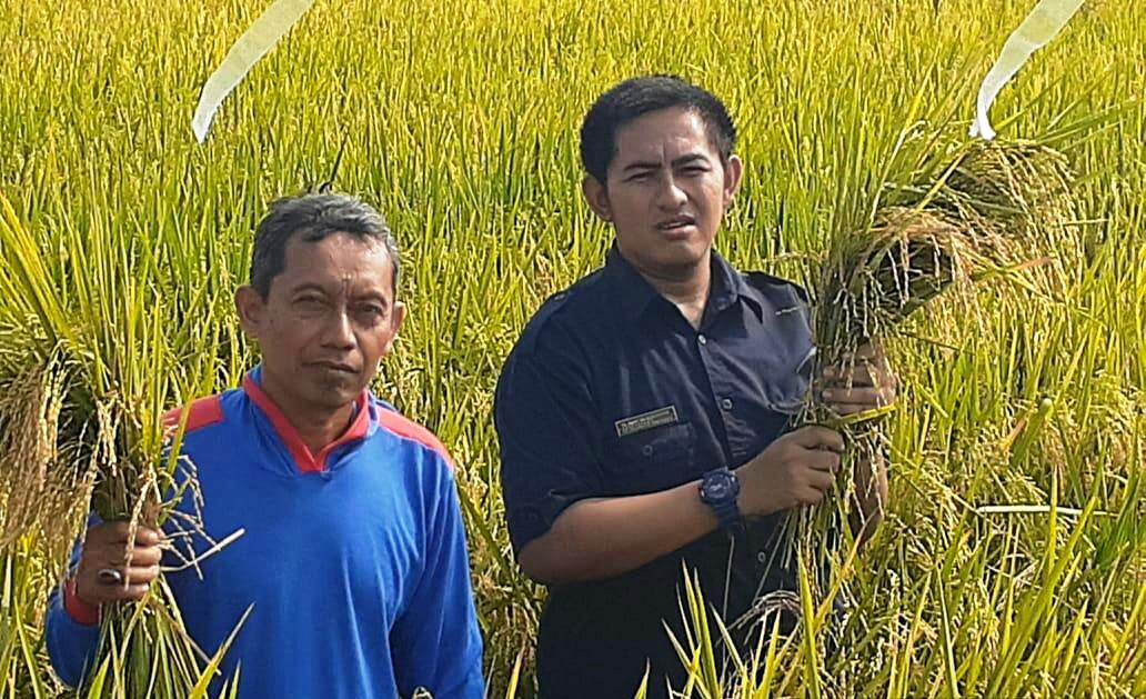 Petani Pamanukan Mulai Panen Padi