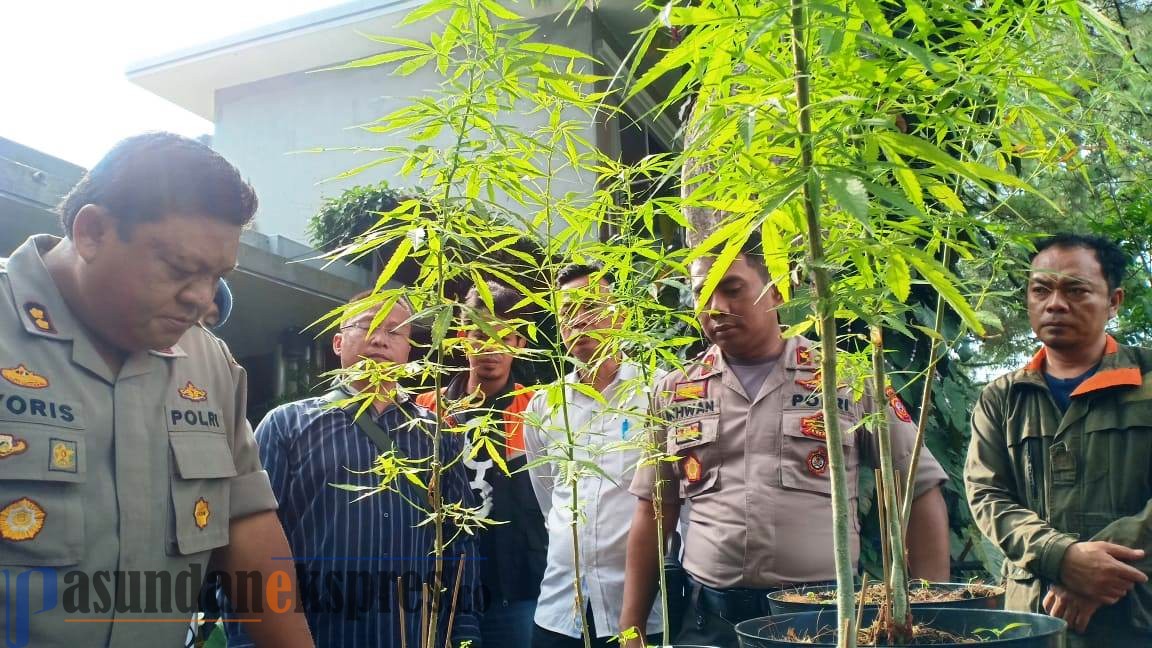 Tanam Ganja Dihalaman Rumah, RT Diamankan Polisi