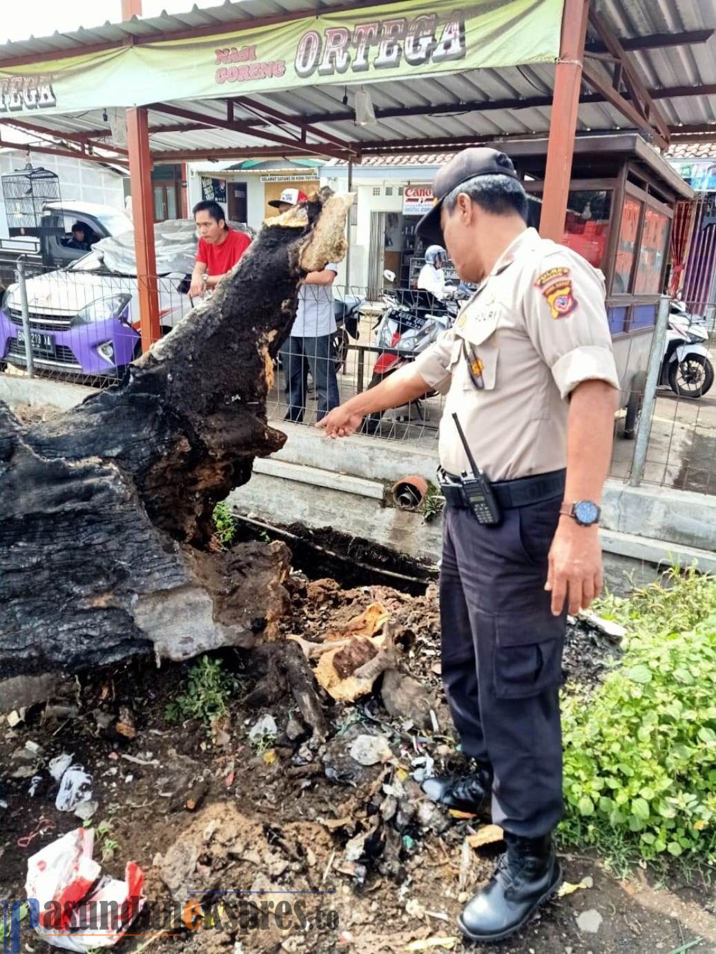 Waspada Pohon Tumbang, Pengguna Jalan Diharap Berhati-hati