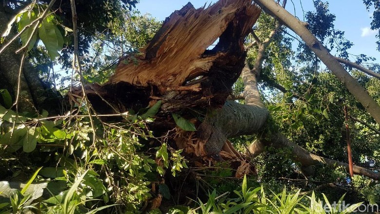 Waspada Pohon Tumbang di Musim Hujan