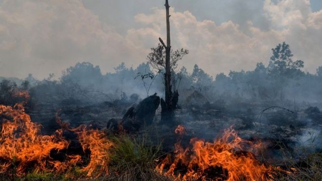 Dampak Karhutla 2019 dan Esensi Khalifah di Bumi