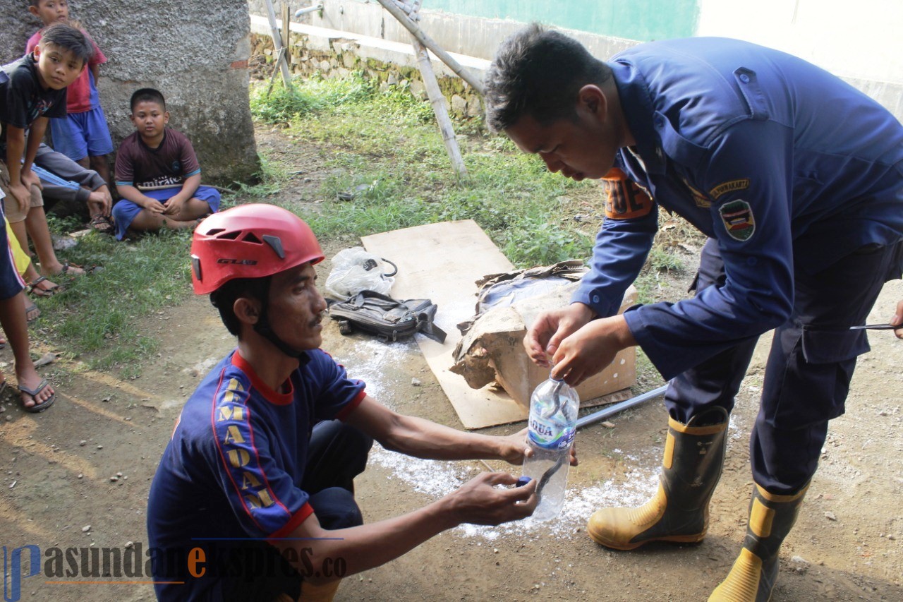 Muncul di Rumah Warga, 13 Anak Ular Kobra Dievakuasi