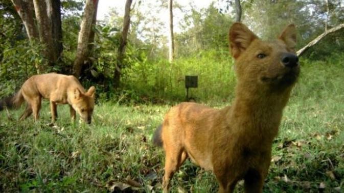 Anjing Hutan masih Teror Warga Gununghalu