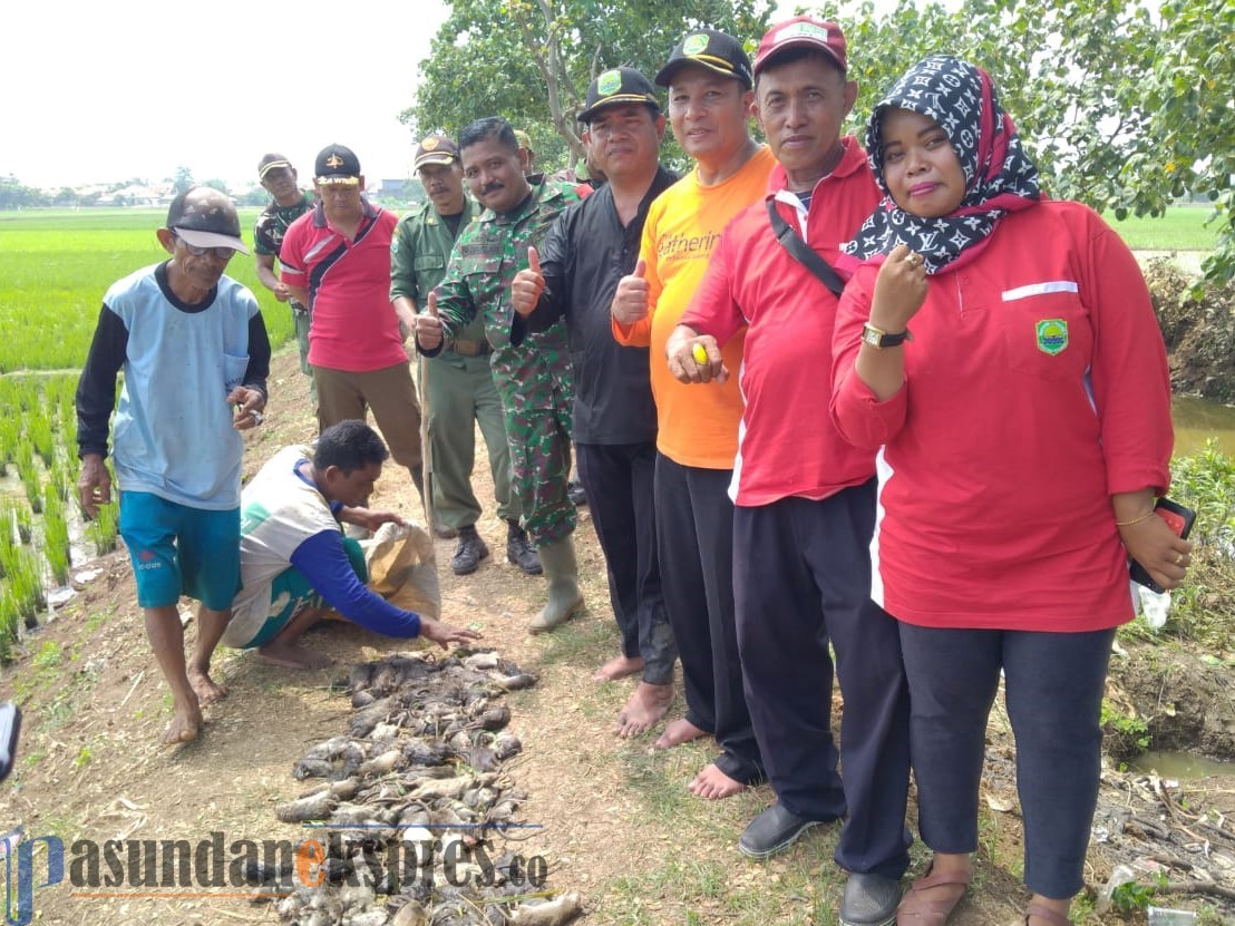 40 Hektare Sawah Dirusak Hama Tikus