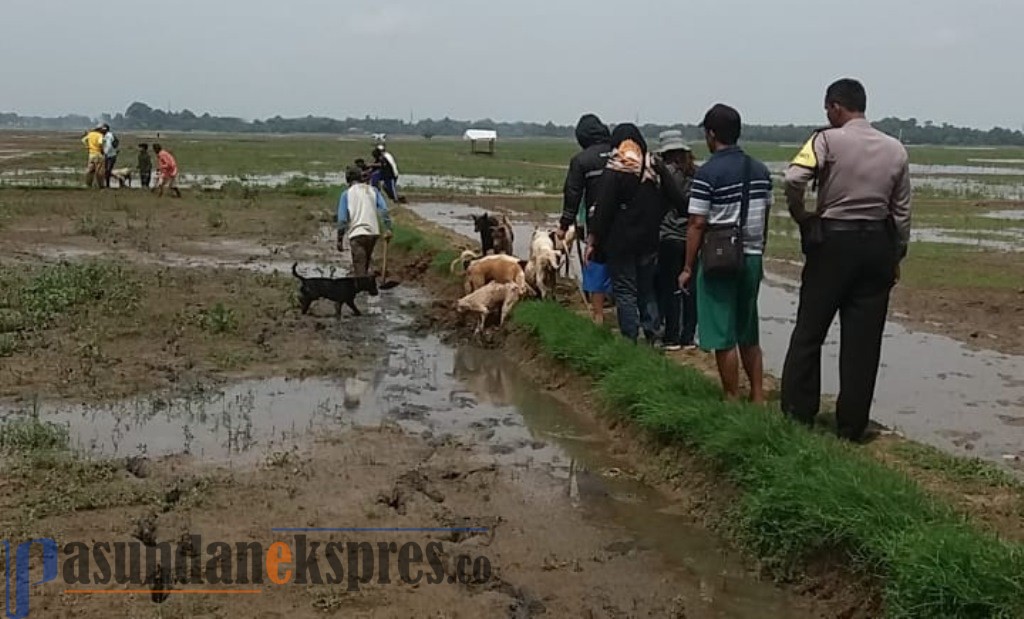 Petani Kerahkan Anjing Pemburu untuk Basmi Hama