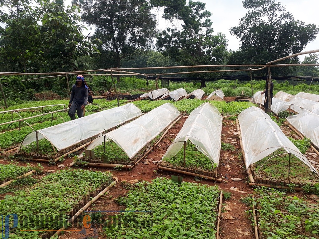 Perhutani Cigangsa Produksi 350 Ribu Bibit Pertahun