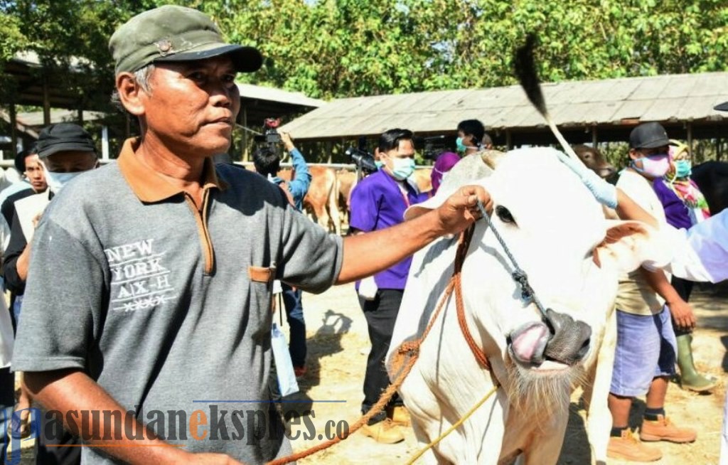 Disnakan Pastikan Ternak Bebas Antraks