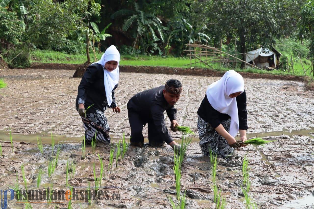 Cegah Stunting, Sekolah Wajib Menanam Padi