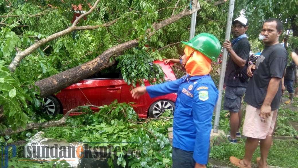 Mobilnya Tertimpa Pohon saat Melintas, Erlina Langsung Lemas