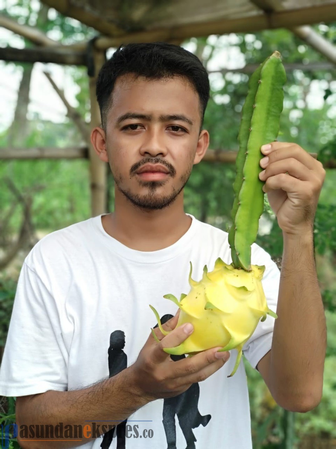 Mang Dedi Sukses Kembangkan Buah Naga Kuning tanpa Duri