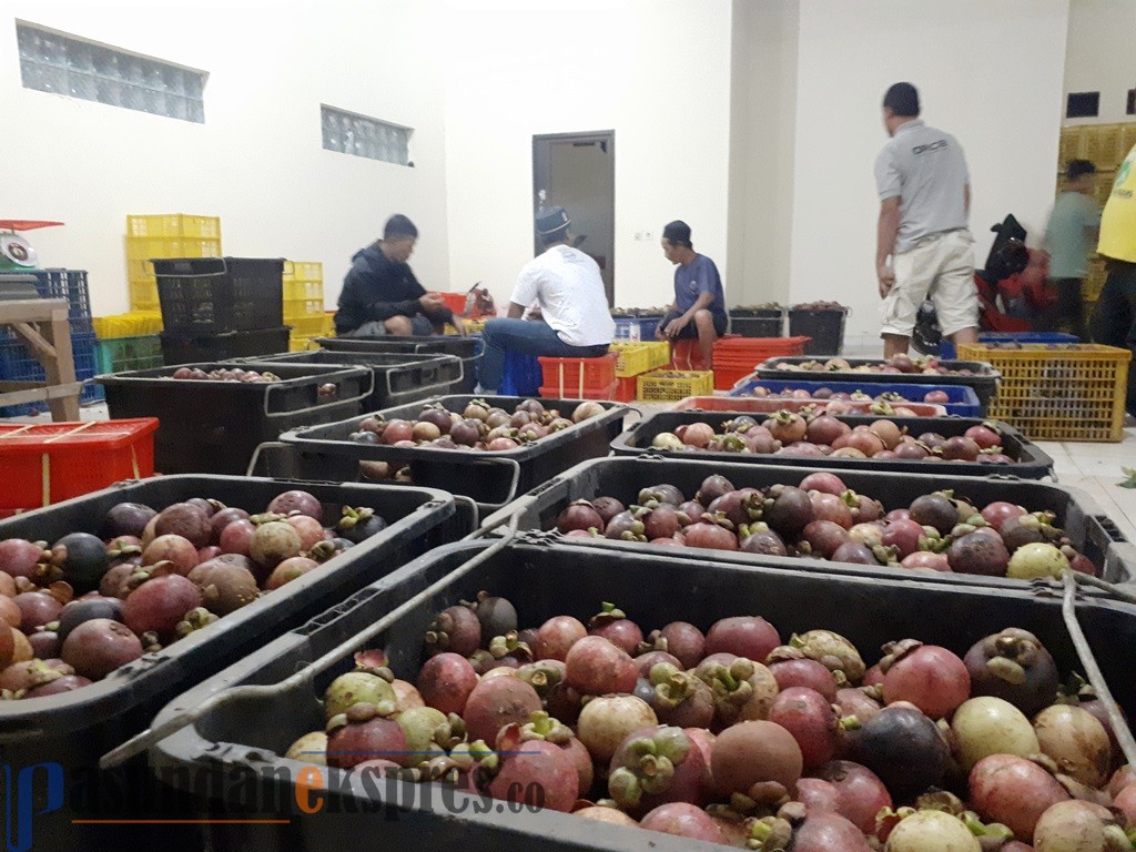 Ekspor Manggis Bidik Pasar Timur Tengah