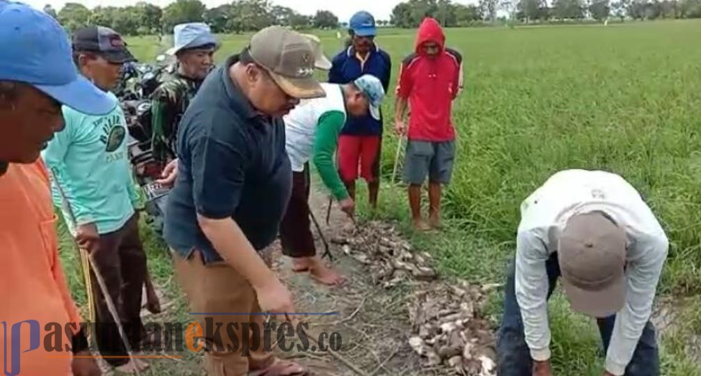 400 Hektare Sawah Terserang Hama Tikus