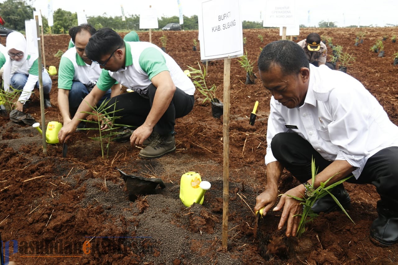 Ini Alasannya Kenapa bank bjb dan Agro Jabar Tanam Jahe di Subang