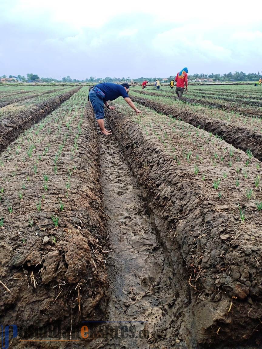 Alih Profesi Manfaatkan Lahan, Nelayan Patimban Tanam Bawang Merah