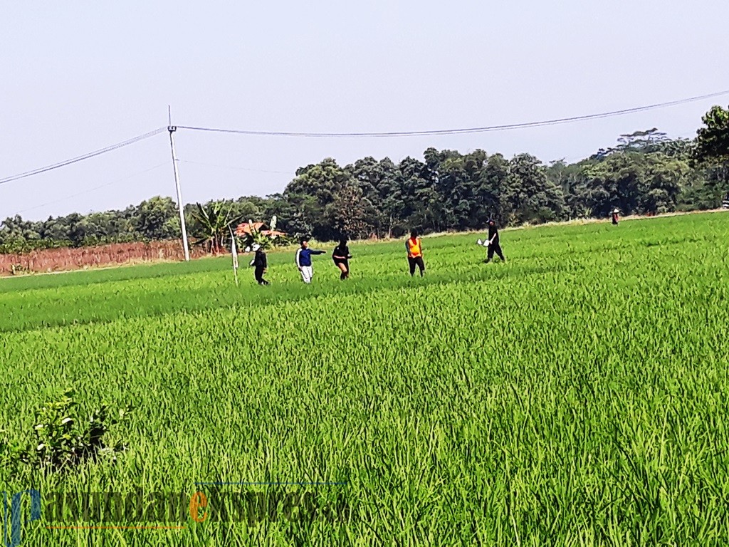 Ribuan Hektare Sawah Terancam Gagal Panen