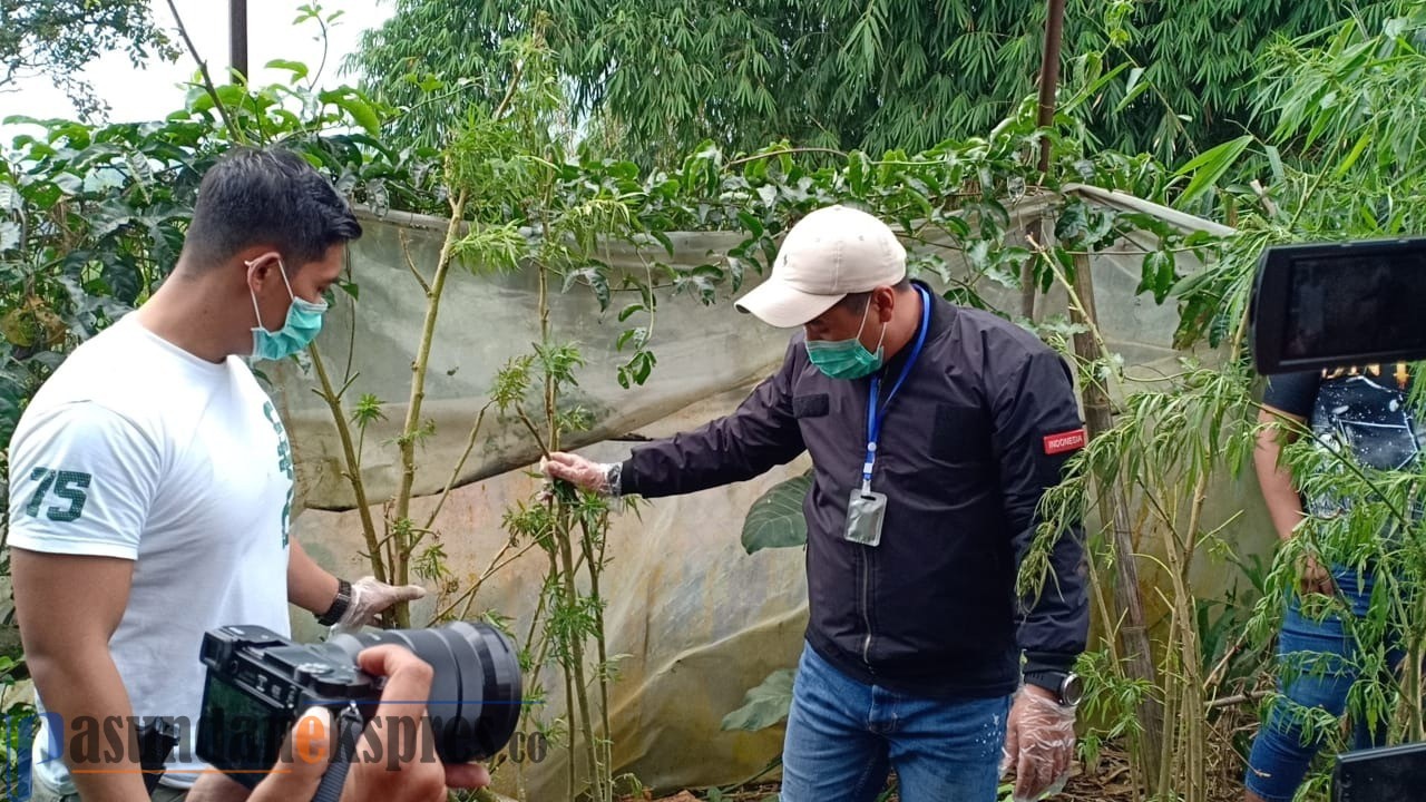 11 Pohon Ganja Ditemukan di Rumah Warga