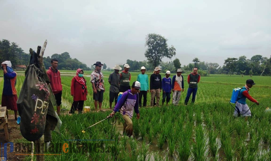 Petani dan Penyuluh Pertanian Jaga Ketahanan Pangan