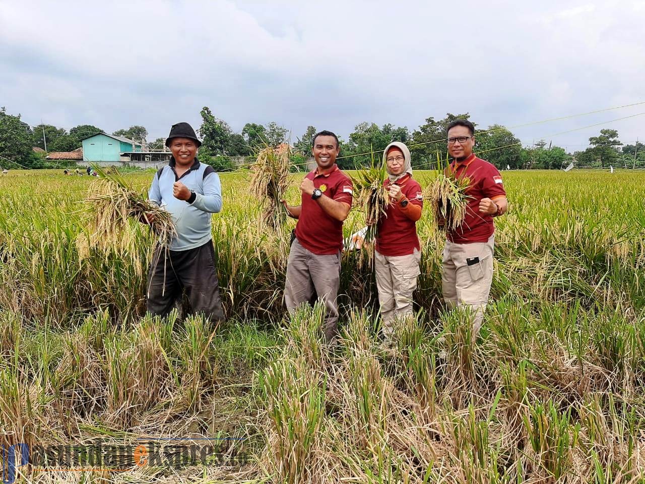 Pertanian di Ciasem Mulai Panen