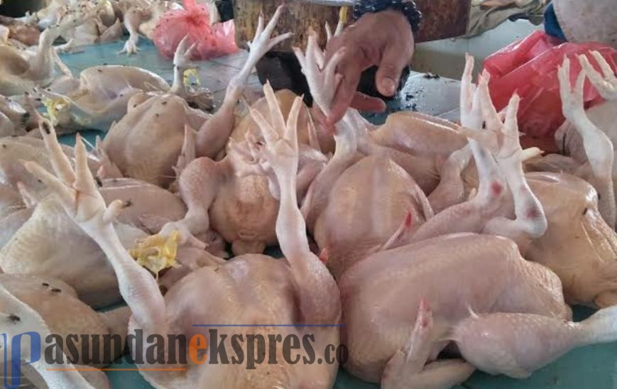 Stok Melimpah, Harga Ayam Potong Turun