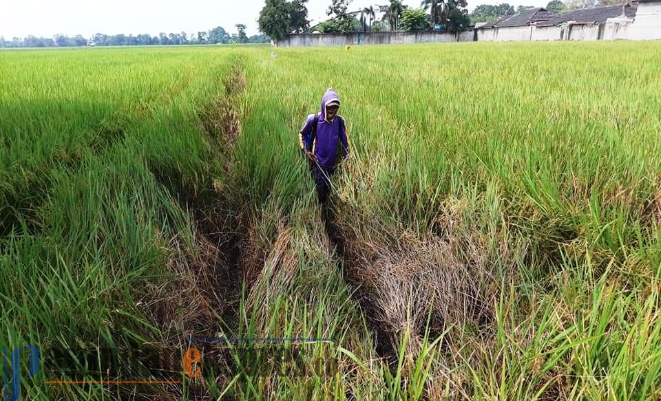 Hama Wereng Mulai Serang Lahan Pertanian