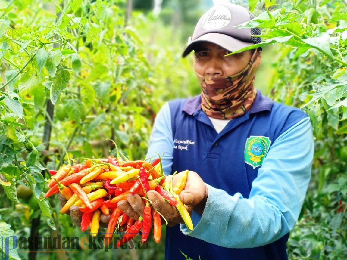 Dampak Covid-19, Petani Sayuran Lembang Sulit Jual Hasil Panen