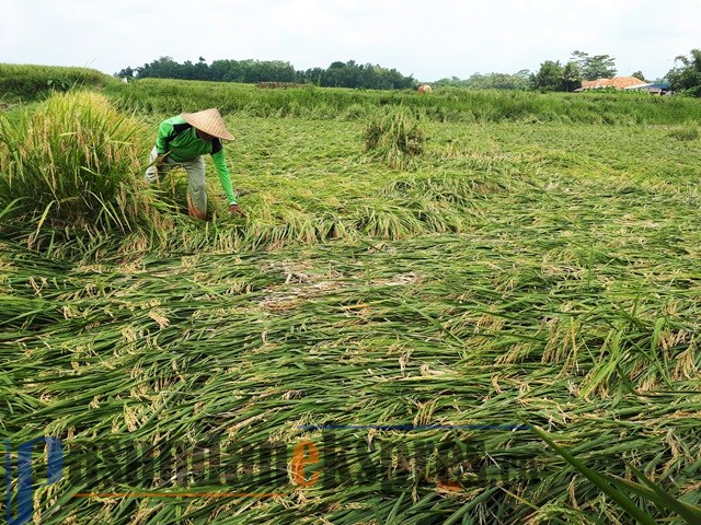 Petani Keluhkan Harga Jual Gabah, Limbah Perumahan Cemari Sawah