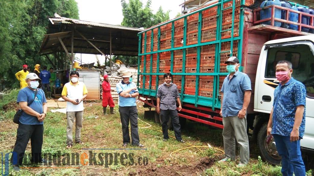 Penjualan Anjlok, Peternak Ayam Terpaksa Tutup Usaha