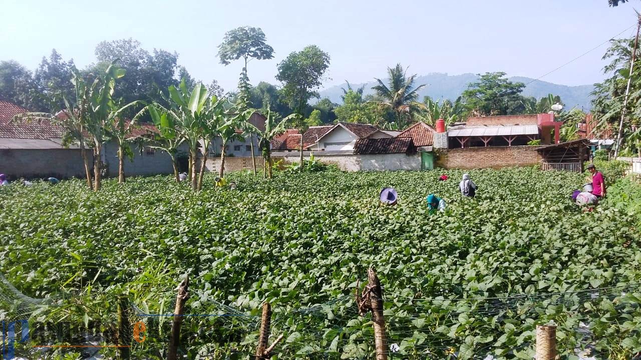 Sukses di Tahap Pertama, Panen Tahap Kedua Hasilkan 1,3 Ton Kacang Edamame