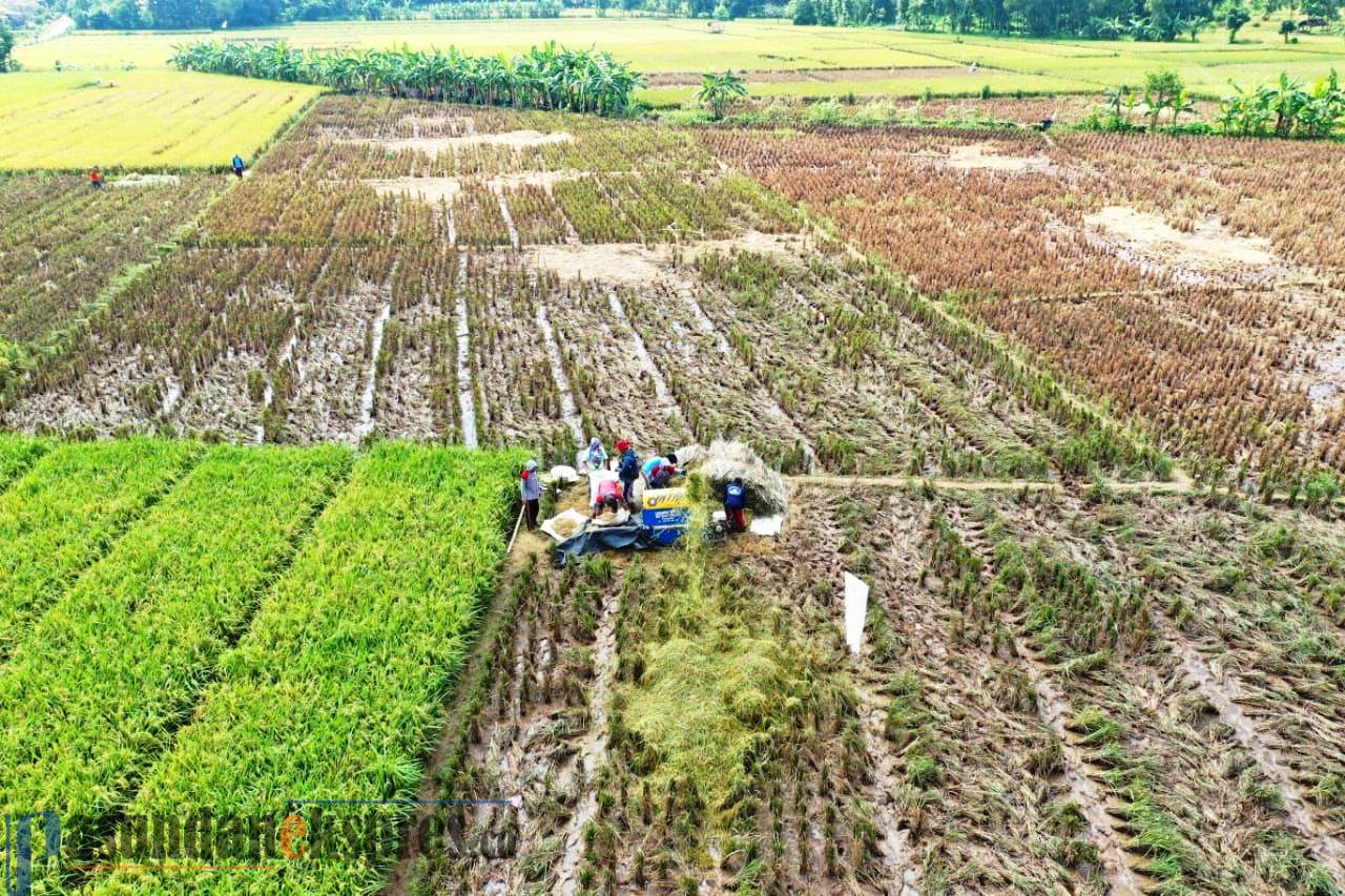 Harga Gabah Anjlok, PDIP Meradang, Satgas Pangan Diminta Basmi Spekulan