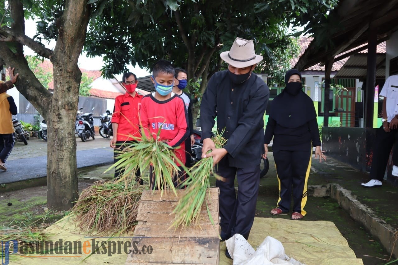 Siswa SDN 1 Citalang Berhasil Tanam Padi