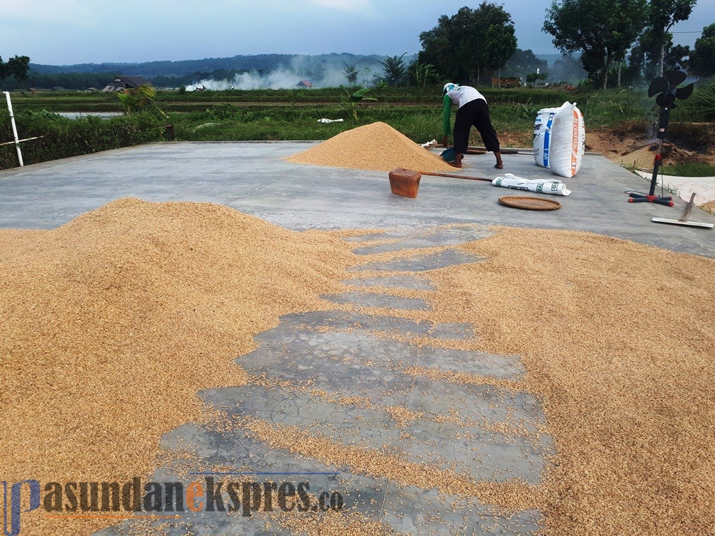 Musim Panen Harga Padi Anjlok, Kesejahteraan Petani Makin Tak Karuan