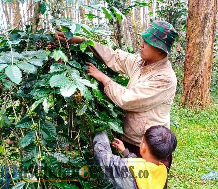 Harga Kopi Mulai Stabil, Produksi Tidak Terpengaruh Pandemi