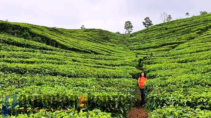 Kebun Teh Ciater Jadi Wisata Alternatif Para Wisatawan