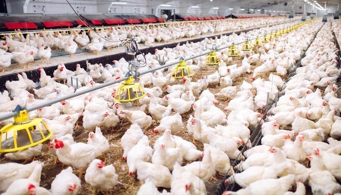 Harga Ayam Potong Tembus Rp 31.100