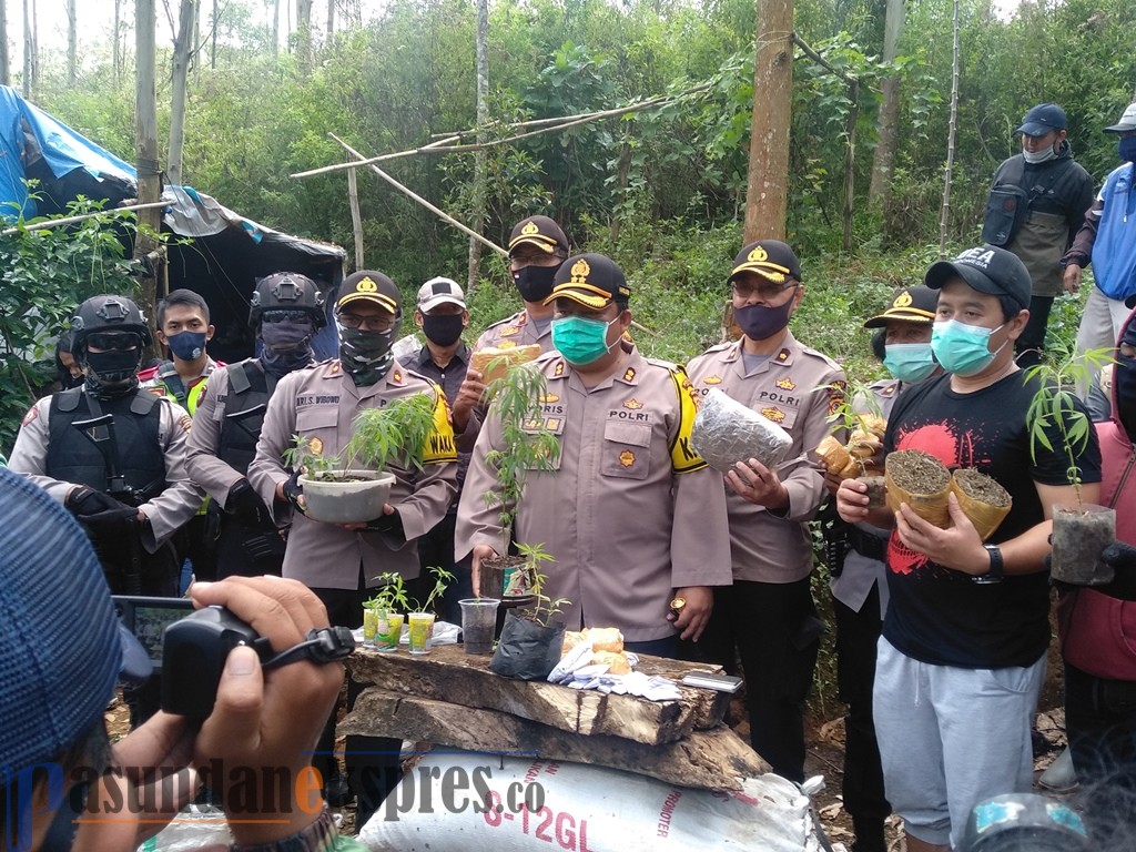 Perkebunan Bukit Unggul Desa Cipanjalu