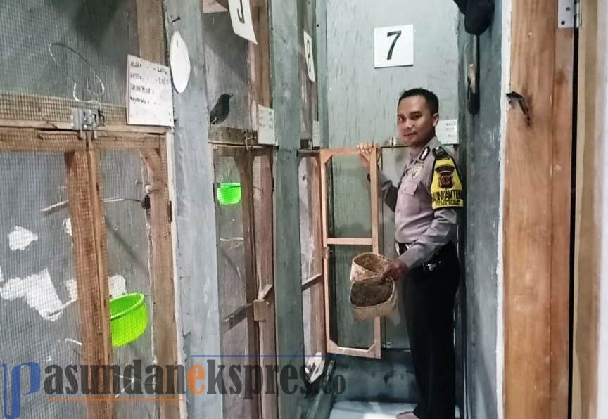 burung murai batu
