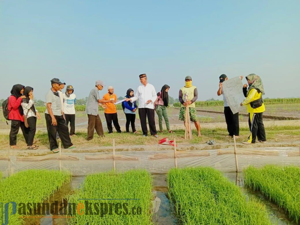 Antisipasi Serangan Hama, Petani Lakukan Gerakan Pengendalian